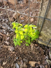 Parietaria debilis