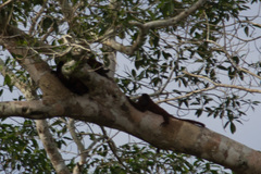 Alouatta sara