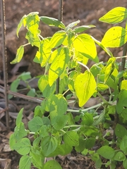 Parietaria debilis