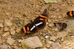 Podotricha telesiphe