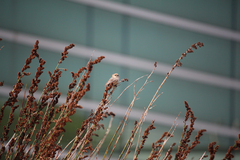 Psaltriparus minimus