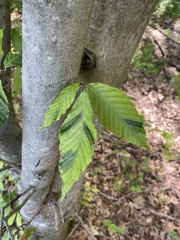 Litylenchus crenatae