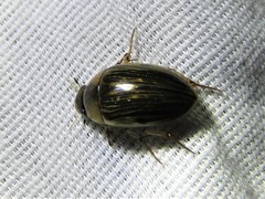 Tropisternus collaris