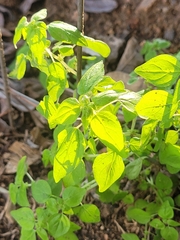 Parietaria debilis