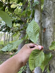 Litylenchus crenatae