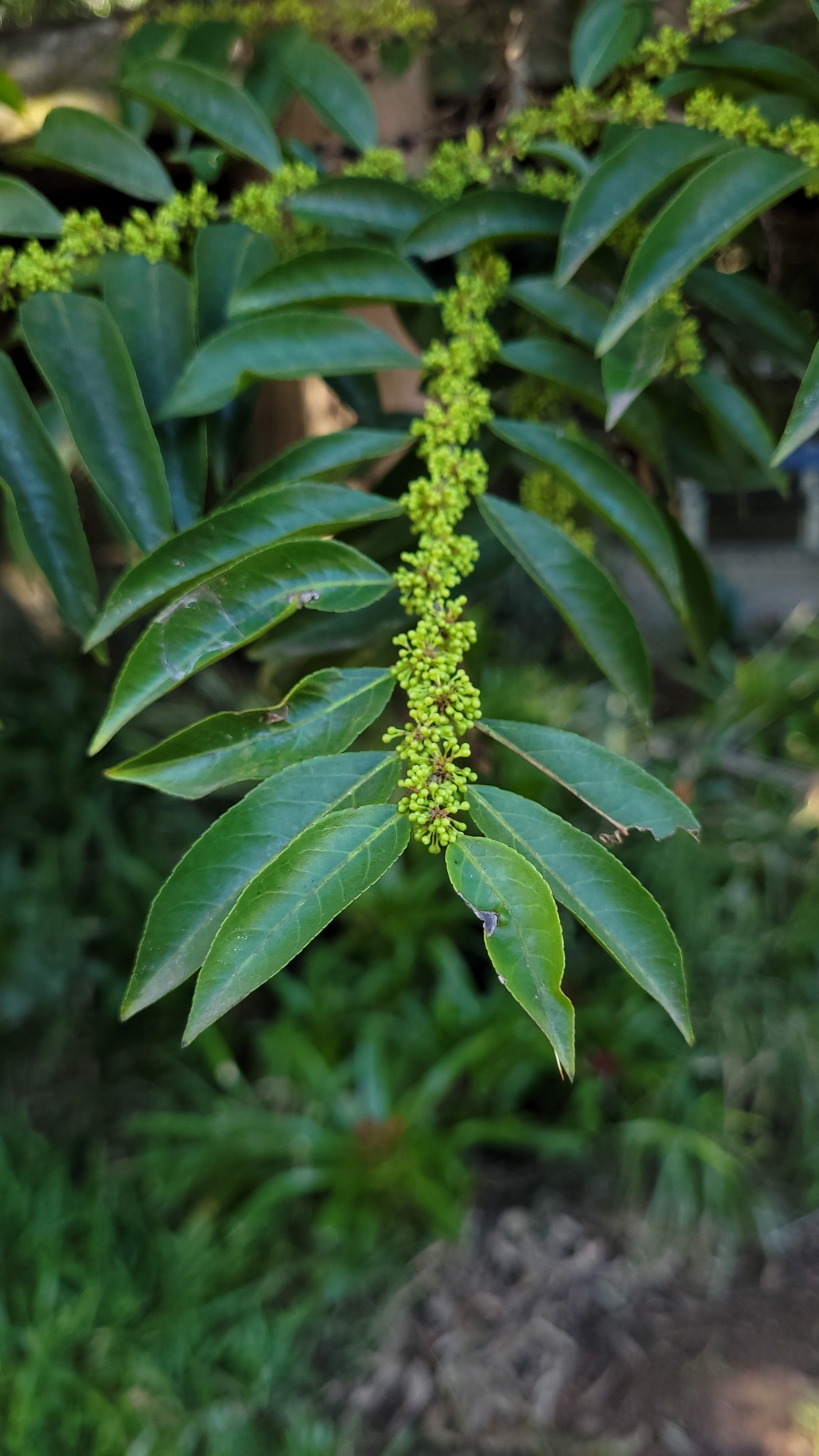 Casearia sylvestris