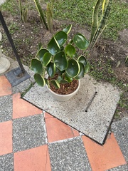 Peperomia tristachya