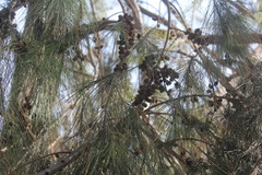 Casuarina equisetifolia