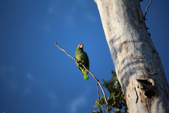 Amazona autumnalis
