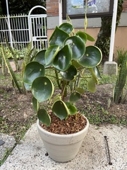 Peperomia tristachya