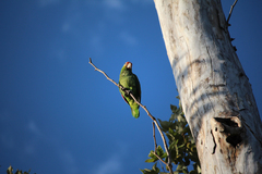 Amazona autumnalis