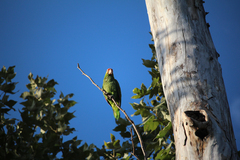 Amazona autumnalis