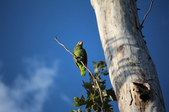Amazona autumnalis