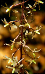 Leucadendron discolor
