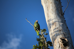 Amazona autumnalis