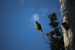 Amazona autumnalis