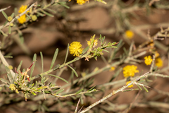 Acacia basedowii