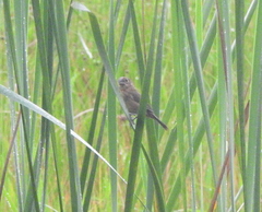 Sporophila minuta