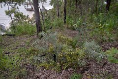 Acacia hemignosta