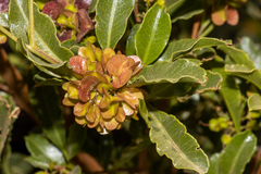 Dodonaea viscosa mucronata