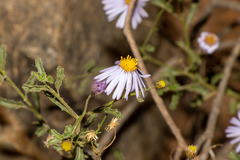 Olearia stuartii