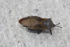 Pachylis gigas