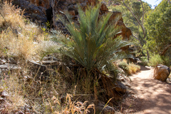 Macrozamia macdonnellii