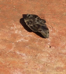 Ebrietas anacreon anacreon