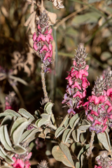 Indigofera leucotricha