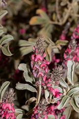 Indigofera leucotricha