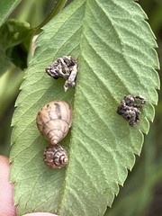 Bulimulus bonariensis