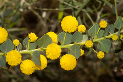 Acacia strongylophylla