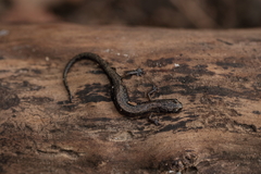 Chiropterotriton orculus