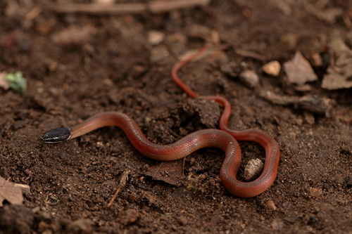 Photo of a Crowned Graceful Brown Snake (Rhadinaea laureata)