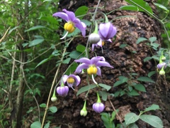 Solanum dulcamaroides