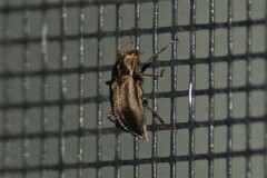 Helichus lithophilus