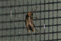 Helichus lithophilus