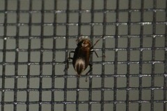 Helichus lithophilus