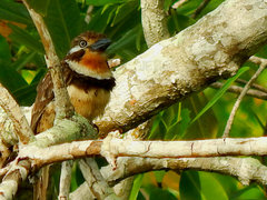 Hypnelus ruficollis
