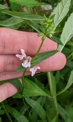 Stachys hyssopifolia