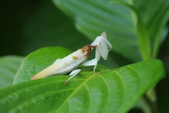 Hymenopus coronatus