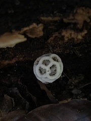 Clathrus roseovolvatus