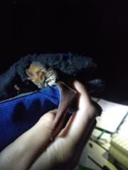 Lasiurus frantzii