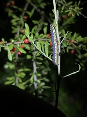 Loxostege albiceralis