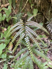Adiantum pyramidale