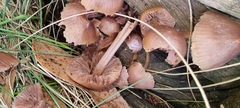 Mycena clarkeana