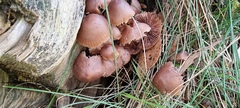 Mycena clarkeana