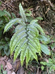 Adiantum pyramidale