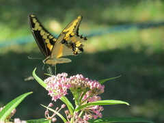 Heraclides cresphontes