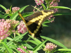 Heraclides cresphontes